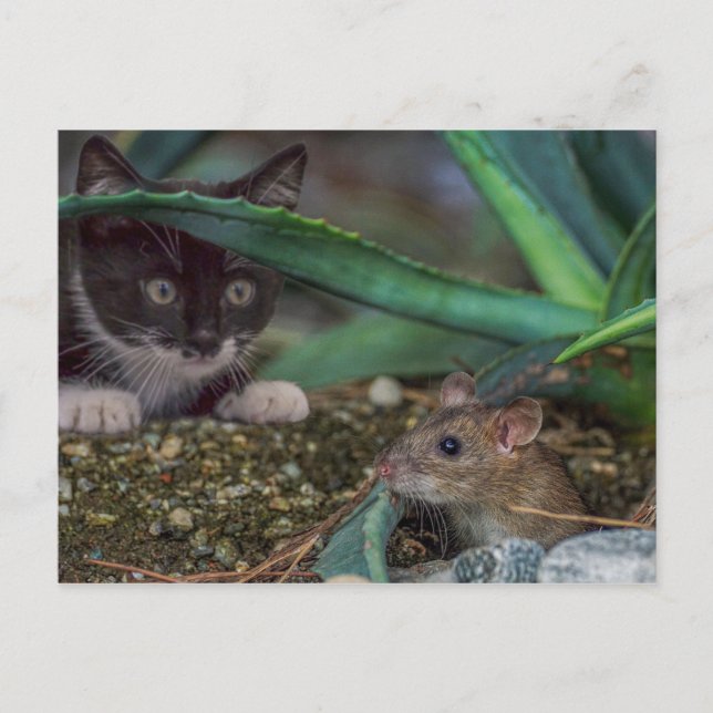 Lustige Katzen- und Maus-Postkarte Postkarte (Vorderseite)