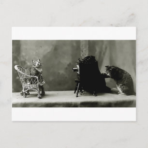 lustige Katzen Vintages Foto Katzen lustige Karte