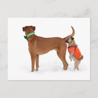 Lustige Kommunikation Geruchssinn Postkarte