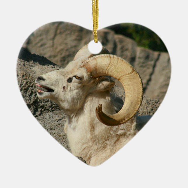 Lustige lachende Bighorn-Schafe Keramikornament (Vorne)