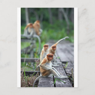Lustige Nasenaffen Postkarte