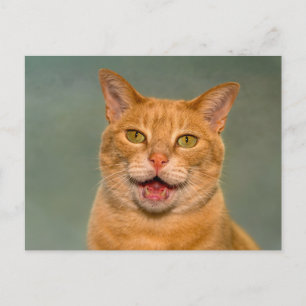 Lustige orange getigerte Katze, Porträt beim Miaue Postkarte