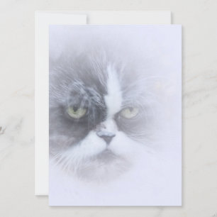 lustige persische Katze mit großen Augen