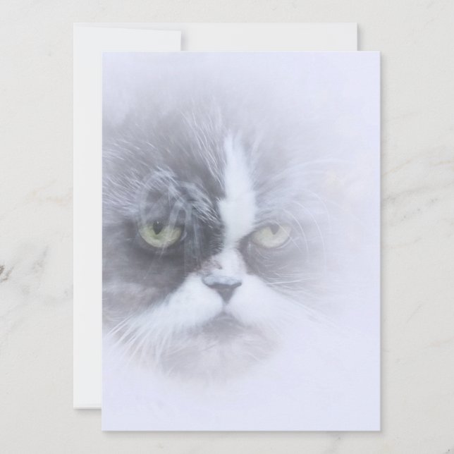 lustige persische Katze mit großen Augen (Vorderseite)