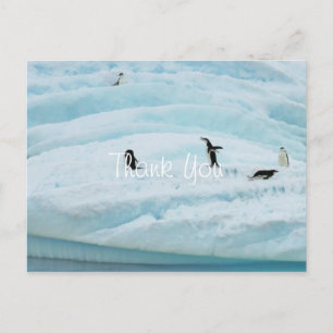 Lustige Pinguine Danke Postkarte