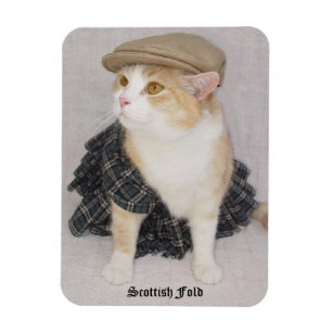 Lustige Scottish falten Katze/Miezekatze in einem Magnet