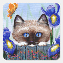 Lustige siamesische Ragdoll Burmeser Katze Irides