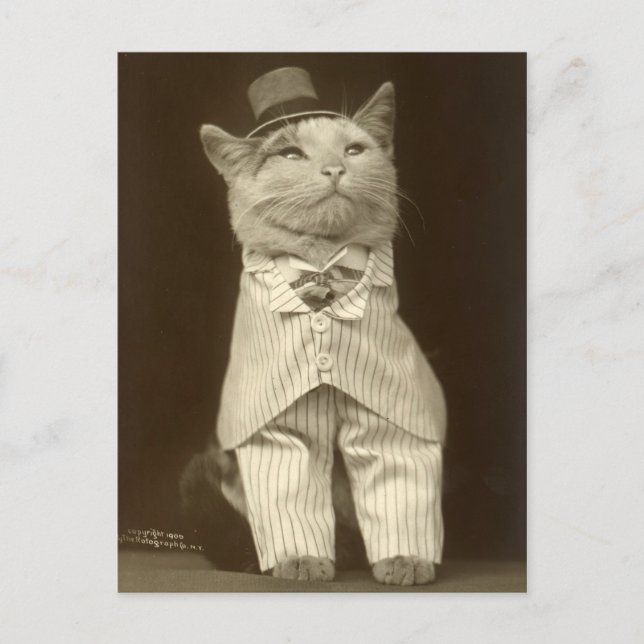 Lustige Vintage-Katze mit Anzug und Zylinder Postkarte (Vorderseite)
