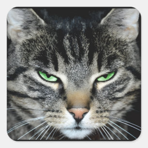 Lustige Wütende Mürrische Urteilende Katze Quadratischer Aufkleber