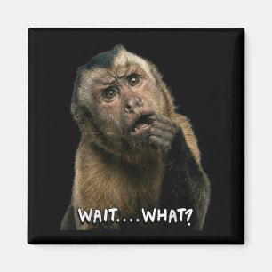 Lustige Zitat-Monkey-Slang warte was Meme süß Magnet