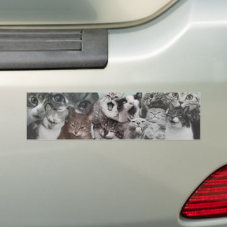 Lustiger alberner Katzengesichtsausdruck Collage Autoaufkleber