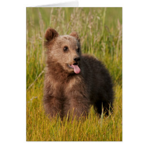 Lustiger Baby-Bär Getty Bild-