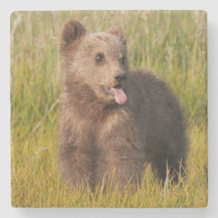 Lustiger Baby-Bär Getty Bild- Steinuntersetzer