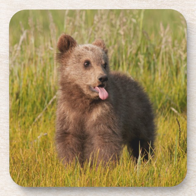 Lustiger Baby-Bär Getty Bild-| Untersetzer (Vorderseite)