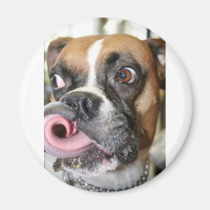 Lustiger Boxer-Hund Magnet