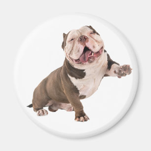 Lustiger Bulldog American Bully Liebhaber Puppy Hu Magnet