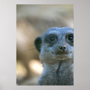 Lustiger Erdmännchen Poster