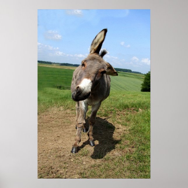 Lustiger Esel Poster (Vorne)