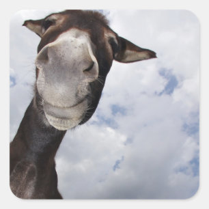 lustiger Esel Quadratischer Aufkleber