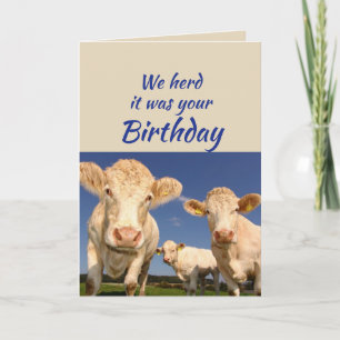 Lustiger Geburtstag von der Gruppe Kuh Tier Humor Karte