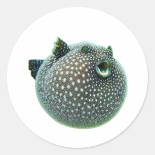 Lustiger gefleckter Kugelfisch-Sticker - Blowfish  Runder Aufkleber