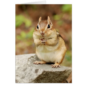Lustiger GesichtChipmunk