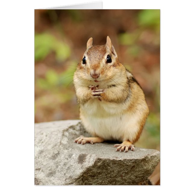 Lustiger GesichtChipmunk (Vorne)