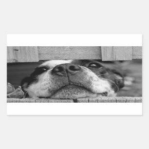 Lustiger Hund, der jetzt unter Zaun, flüchtiger Rechteckiger Aufkleber