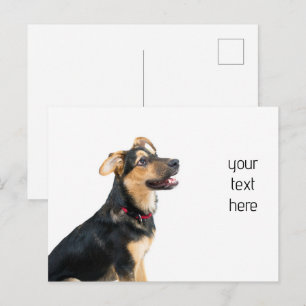 Lustiger Hund Welpe Postkarte