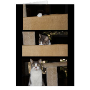 Lustiger Katzen-Bewunderer