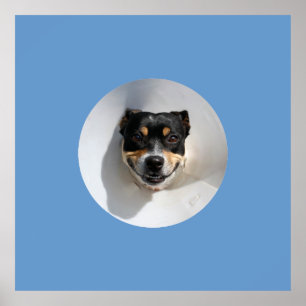 Lustiger lächelnder Hund Poster