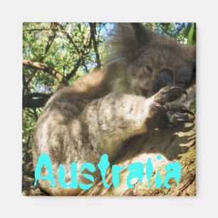 Lustiger niedlicher Australien-Koalamagnetentwurf Magnet
