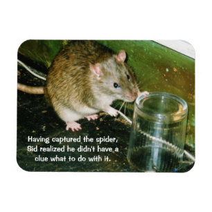 lustiger Rattenmagnet Magnet