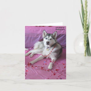 Lustiger, süßer Sibirischer Husky zum Valentinstag Karte
