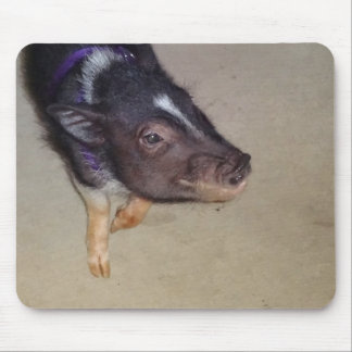 Lustiger Topf aufgeblähte Schwein-Fotografie Mousepad