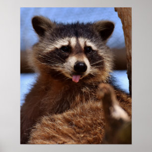 Lustiger Waschbär streckt die Zunge heraus Poster