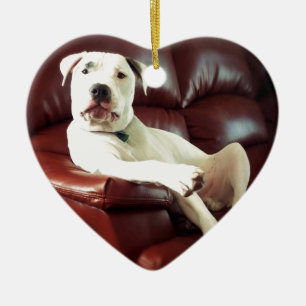 lustiger weißer Pitbull-Hund auf dem Sofa Keramik Ornament