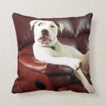 lustiger weißer Pitbull-Hund auf dem Sofa