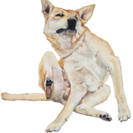 lustiges Bild juckender Hunde mit Slogan Kaffeetasse