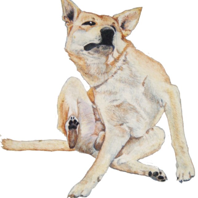 lustiges Bild juckender Hunde mit Slogan Kaffeetasse (Von Creator hochgeladen)