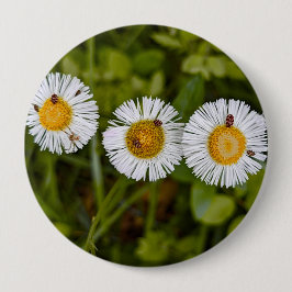 Lustiges Foto von Gänseblümchen mit Käferaugen Button
