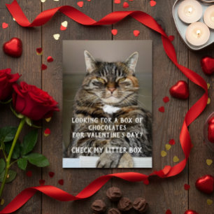 Lustiges Katzen-Valentinstag-Meme Anti-Valentinsta