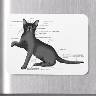 Lustiges Katzenanatomie-Diagramm Humor Nerdy Magnet