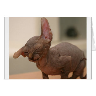Lustiges niesendes sphynx Kätzchen