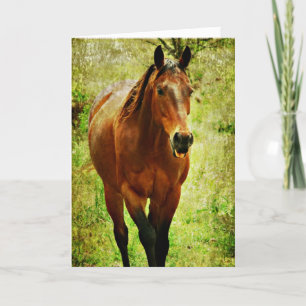 Lustiges Pferd, Geburtstag Karte