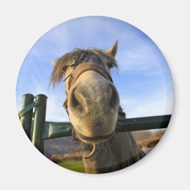 Lustiges Pferd Magnet (Vorne)