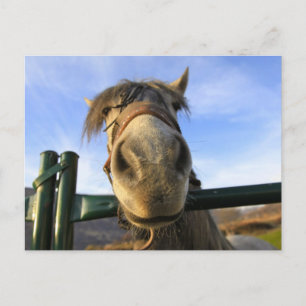Lustiges Pferd Postkarte