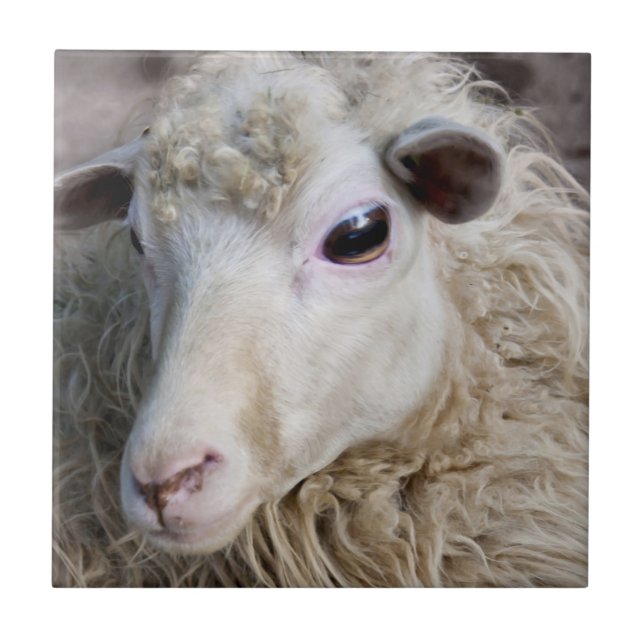 Lustiges Schaf Fliese (Vorderseite)