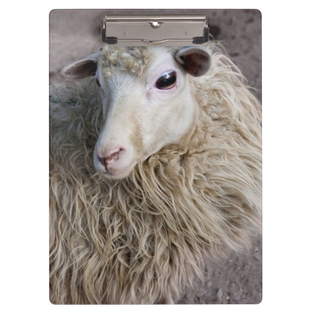 Lustiges Schaf Klemmbrett (Vorderseite)