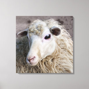 Lustiges Schaf Leinwanddruck